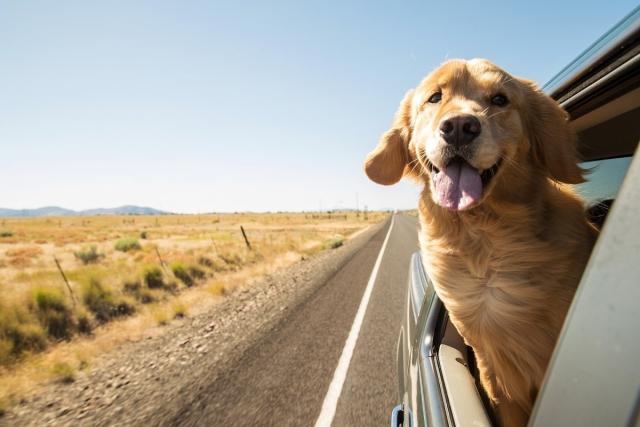 A happy golden retriever with his head out of a car window of a moving car