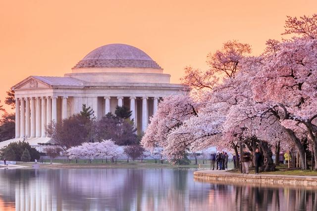 The Thomas Jefferson Memorial during Cherry Blossom season.