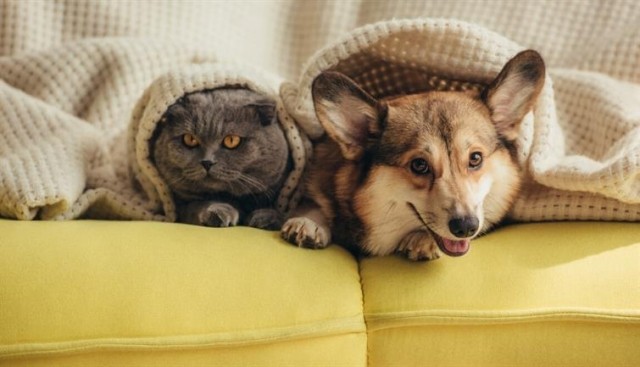 A cat and dog peek out from beneath a blanket.