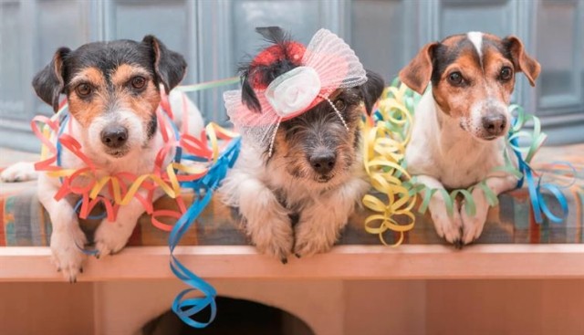 3 dogs in hats