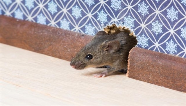 Mice in world