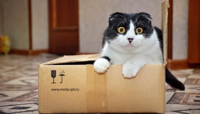 Surprised cat sitting in a moving box