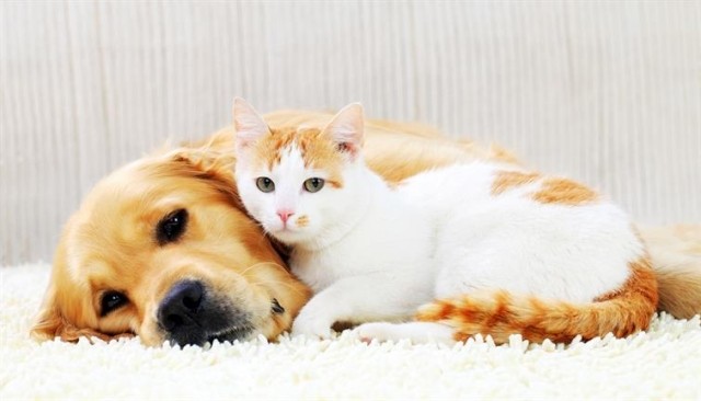 Cat and dog snuggling on the carpet