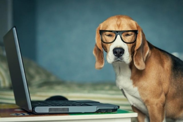 A dog with glasses leans over a laptop and squints at the viewer.