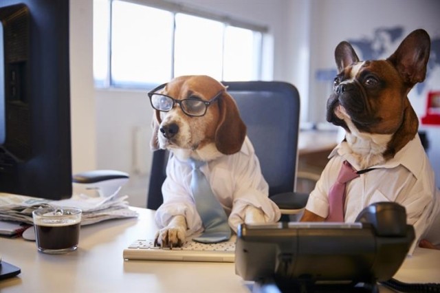 Two dogs wearing office attire stare at a computer screen.