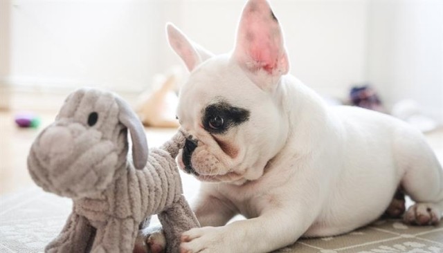 A French bulldog with a stuffed dog.