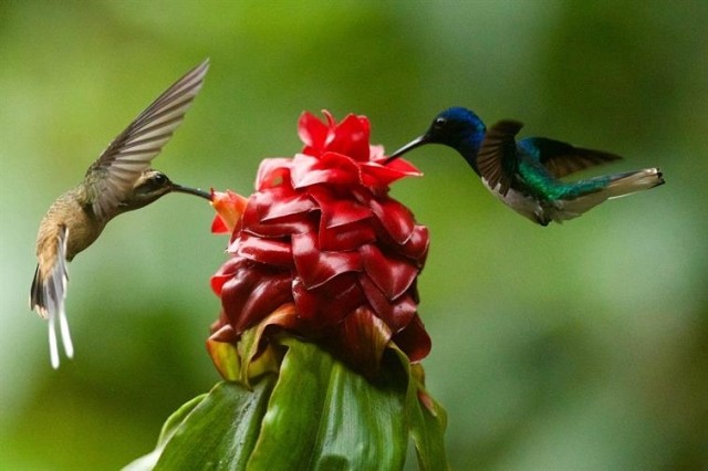 Two hummingbirds on either side of a flower.