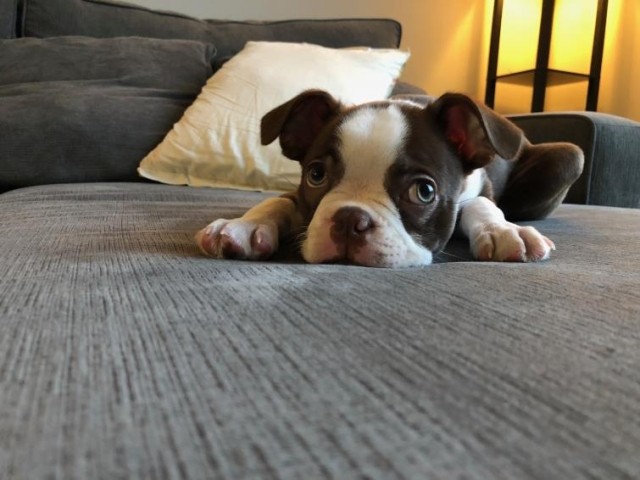 A puppy lying on a couch looking at the viewer.