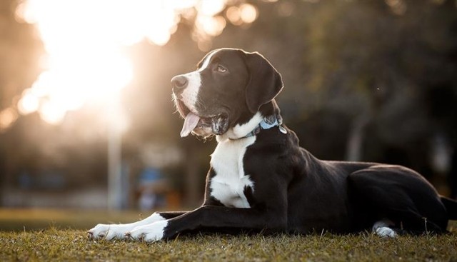 a black and white dog sitting in the sun
