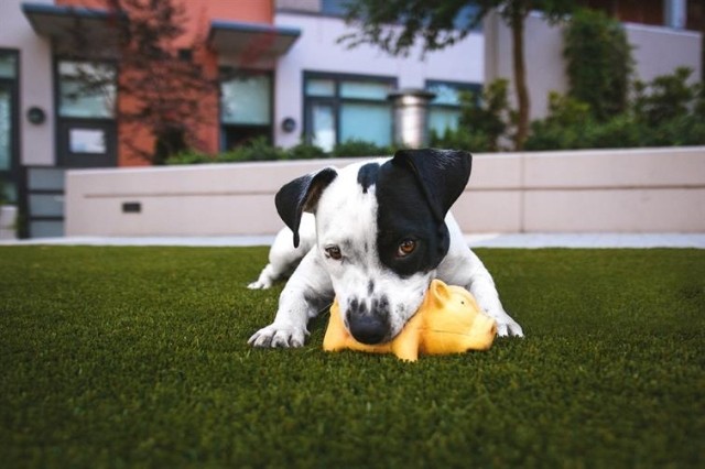 A small puppy chewing on a yellow toy.
