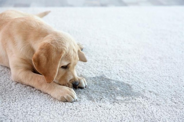 A puppy staring at a spill on the carpet