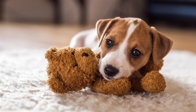 A little puppy cuddling with its stuffed bear