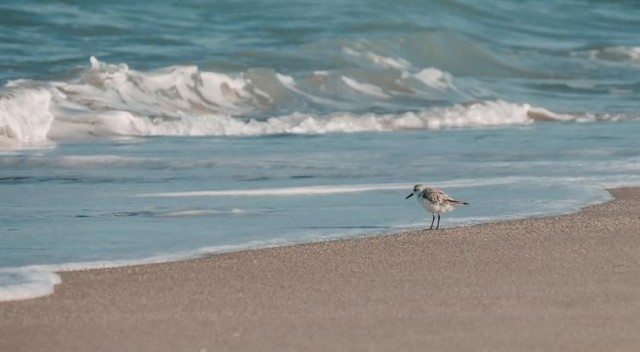 A lone sand piper stands at the ocean's edge. 
