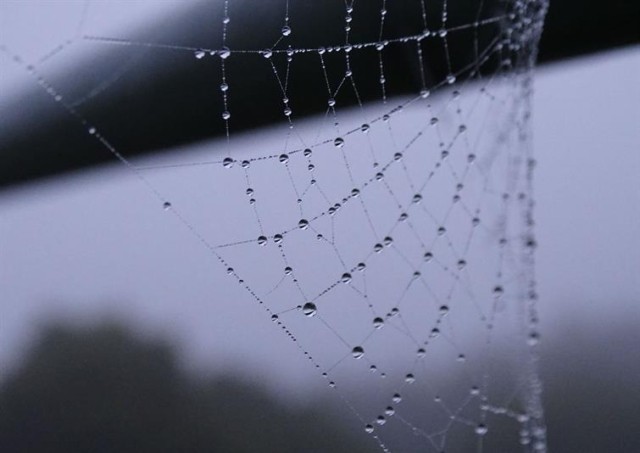 Closeup of a dewy spider web with a blurred background.