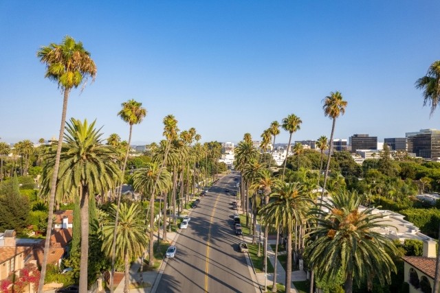 Palm trees in Downtown Los Angeles, California.