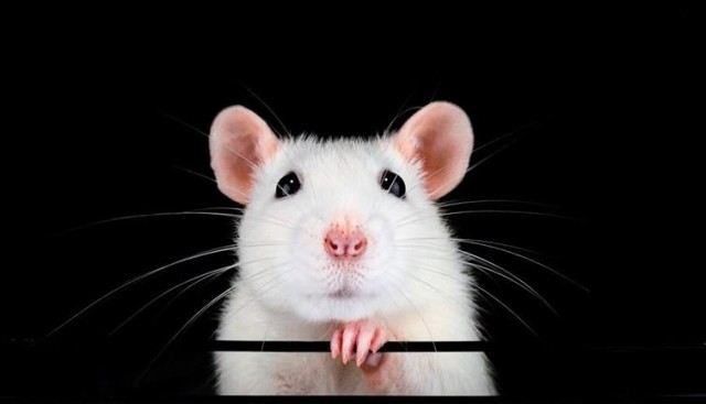 A white mouse with a black background.