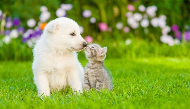 A puppy and kitten in the grass with flowers behind them.