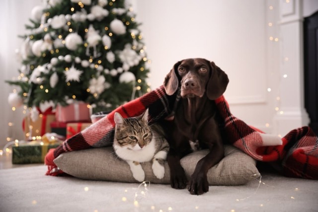 holiday decor for pets