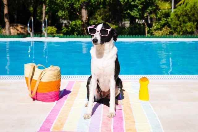 Black and white dog wearing sunglasses by a pool, illustrating fun and safe summer tips for pets in apartment communities.