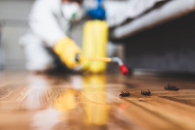 Exterminator getting rid of ants in an apartment.