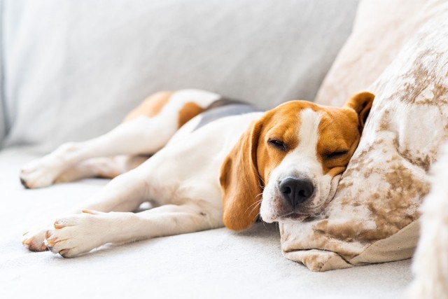 Dog sleeping on couch.